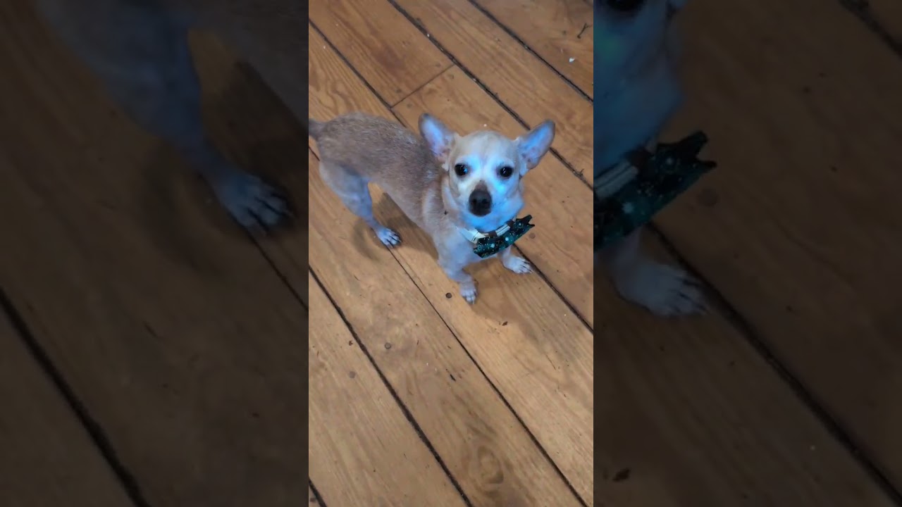 Enlarge Dillon, a ADOPTABLE mixed breed in West Brookfield, MA video 2/6