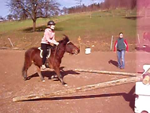 Ponystute Biene´s erste Springversuche 2