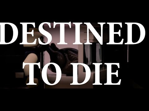 Destined to die