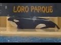 Depressed Killer Whale Beaches Itself
