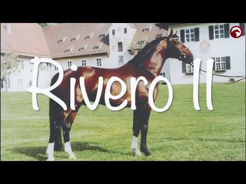 Haupt- und Landgestüt Schwaiganger - Rivero II