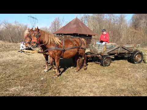 Cele mai puternice Iepe