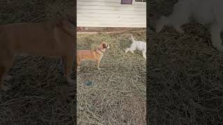 Video preview image #1 Pyredoodle Puppy For Sale in Croydon, NH, USA