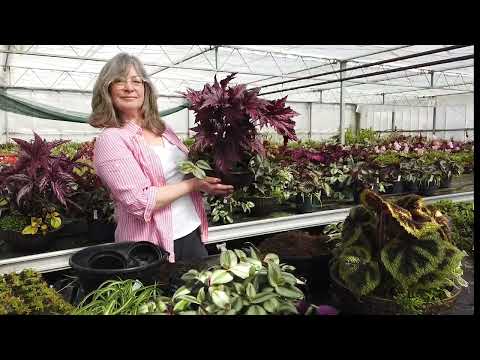 Potting up a mixed planter for displaying your houseplants