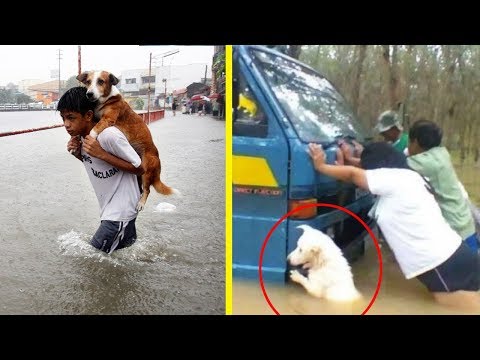Pictures Showing True Animal Human Friendship Video