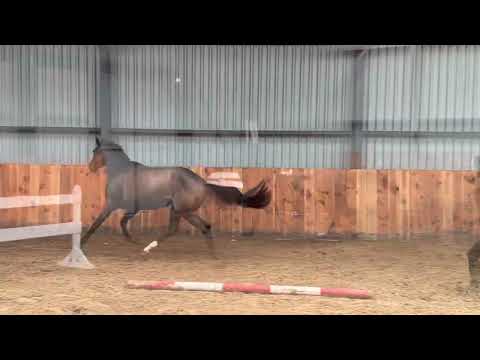 Penny-Lane 3yo El Barone 111 x Canturano x Padinus