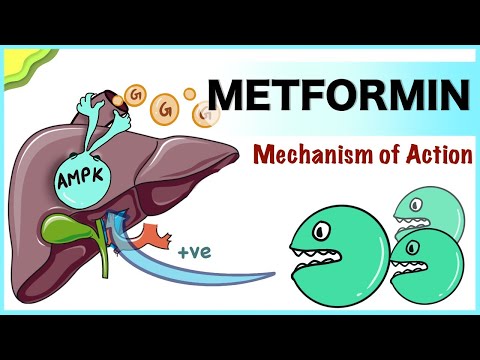 Metformin: Mechanism of Action