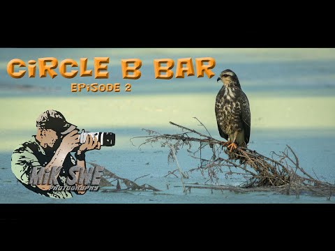 Photographing wildlife and birds at Circle B Bar Reserve, Florida.