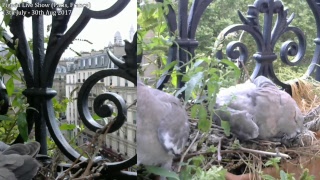 Pigeon covering eggs in Paris (Montmartre)
