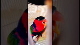 Download lagu Burung Nuri Merah jantan kepala hitam suara sangat keras#burungnuri#nurigacor#nurikepalahitam mp3