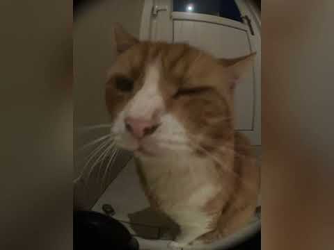 Lost! - $PXRO (whapper808’s sample kit!) 😻🔥