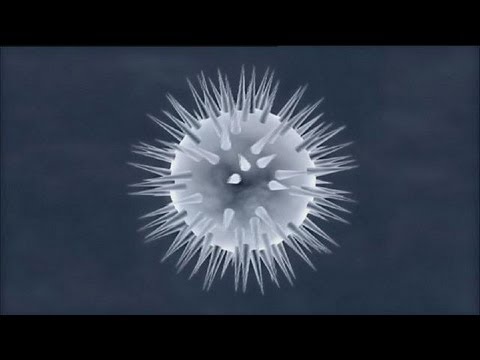 Scientists urge caution over AIDS 'functional cure' - science