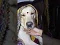 Cute labrador #dog shy on 52 gaj ka daman 😘 | renuka pawar song