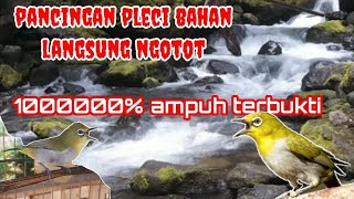 Download lagu pancingan pleci bahan langsung gacor ngotot mp3 Download lagu pancingan pleci bahan langsung gacor ngotot mp3