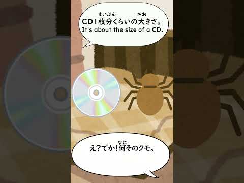 Daily Japanese conversation- found a spider in my bedroom #shorts #japaneselistening  #learnjapanese