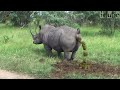 Rhino Pooping