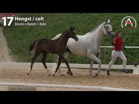 🍀 Lot17 - Duca di Castro - www.fohlenauktion.at 🍀