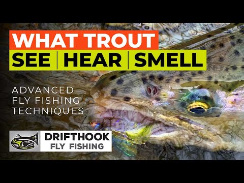 What Trout See Hear & Smell - Advanced Fly Fishing Tips