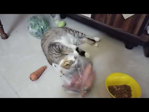 kuchi playing with his favourite things