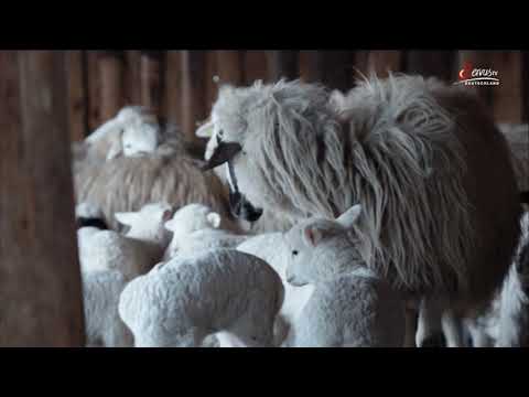 Ein Leben mit Wölfen (F 2016)_ServusTV