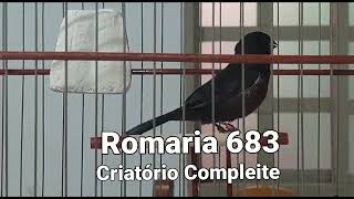 ROMARIA 683