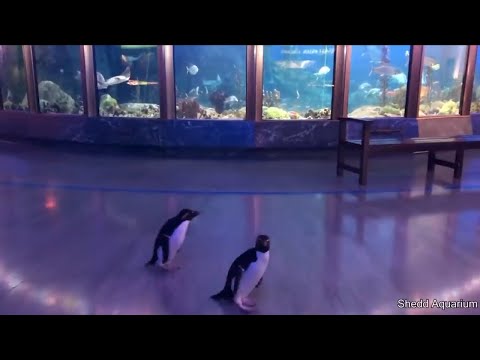 Penguins Visiting The Aquarium - Must See! - Hilarious!