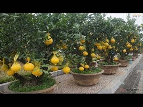 WOW! Amazing Agriculture Technology Pomelo -2017