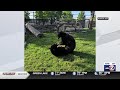 Menominee Park Zoo Welcomes New Addition To Black Bear Exhibit