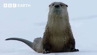 30 דקות של רגעים דרמטיים בילוסטון | BBC Earth