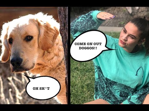 FAILING AT FINDING DOGS BUT SUCCESSFULLY GETTING DRUNK