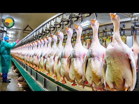 How Tons of Foie Gras Are Processed: Goose Farming and Foie Gras Production in The Factory