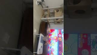猫のけつで太鼓の達人をやる少女