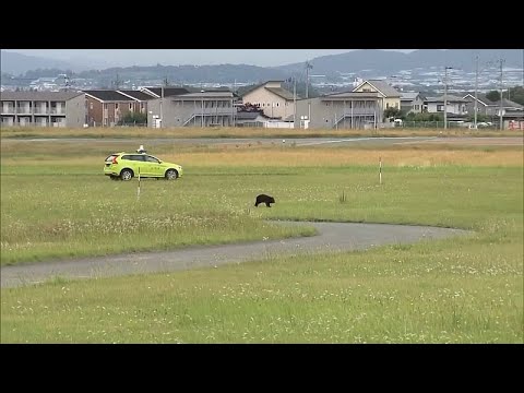 Video Thumbnail: Bear disrupts flights at Yamagata Airport, forces runway closure
