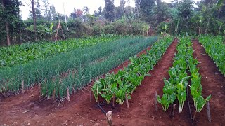Vegetable Harvesting for Market: Fresh Farm Produce