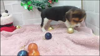 ビーグルの動画01