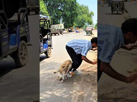 🐶🤸‍♂️ Dog Performs an Amazing Flip!Dogs truly are our best friends ❤️🐕Their loyalty love and playful