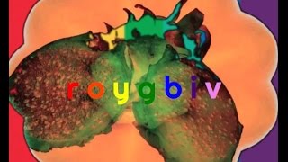Roygbiv - Liveset A/V
