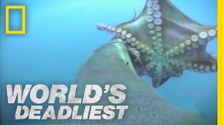 World's Deadliest - Sea Lion vs. Octopus