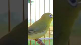 Download lagu Suara Pleci Lombok ( kecial kuning ) #plecigacor #kecialkuninglombok  #kecialkuningviral mp3