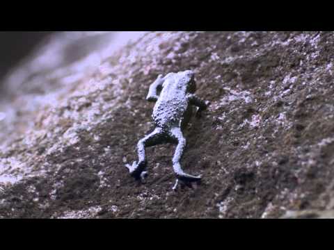BBC: Pebble Toad