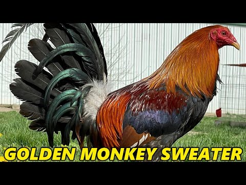 Golden Monkey Sweater Clement Grey RED NEWARK FARM - Beautiful Birds Farm Visit