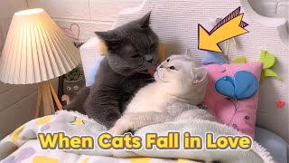 Download lagu When Cats Fall in Love: Heartwarming Animal Couple Stories mp3