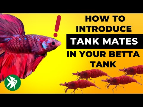 How to Introduce TANKMATES in your BETTA FISH tank