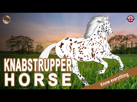, title : 'KNABSTRUPPER HORSE, one of the rare spotted horses in Europe, HORSE BREEDS'