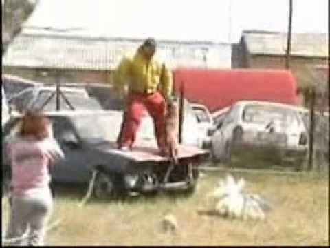 K9 Vörös Szamuráj - Tajga du Claire Vailant- Pap Péter