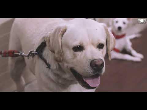 Dog Clinic in Delhi Rohini