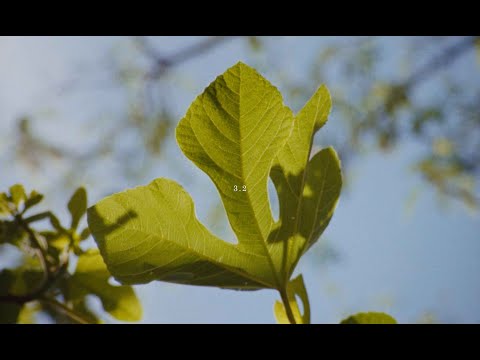 emma bale - 3.2 (official short film)