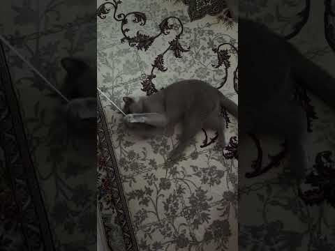 😍❤️#beautiful #shorts #cat