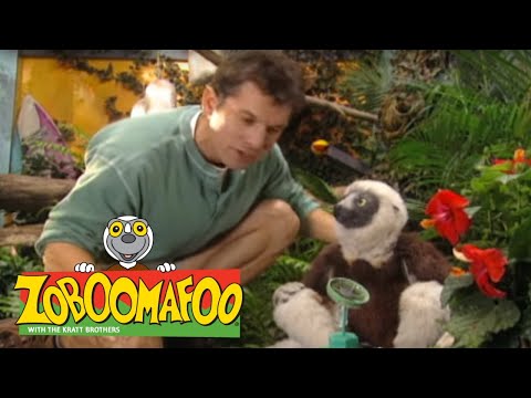 Zoboomafoo with the Kratt Brothers! GREEN CREATURES | Full Episodes Compilation