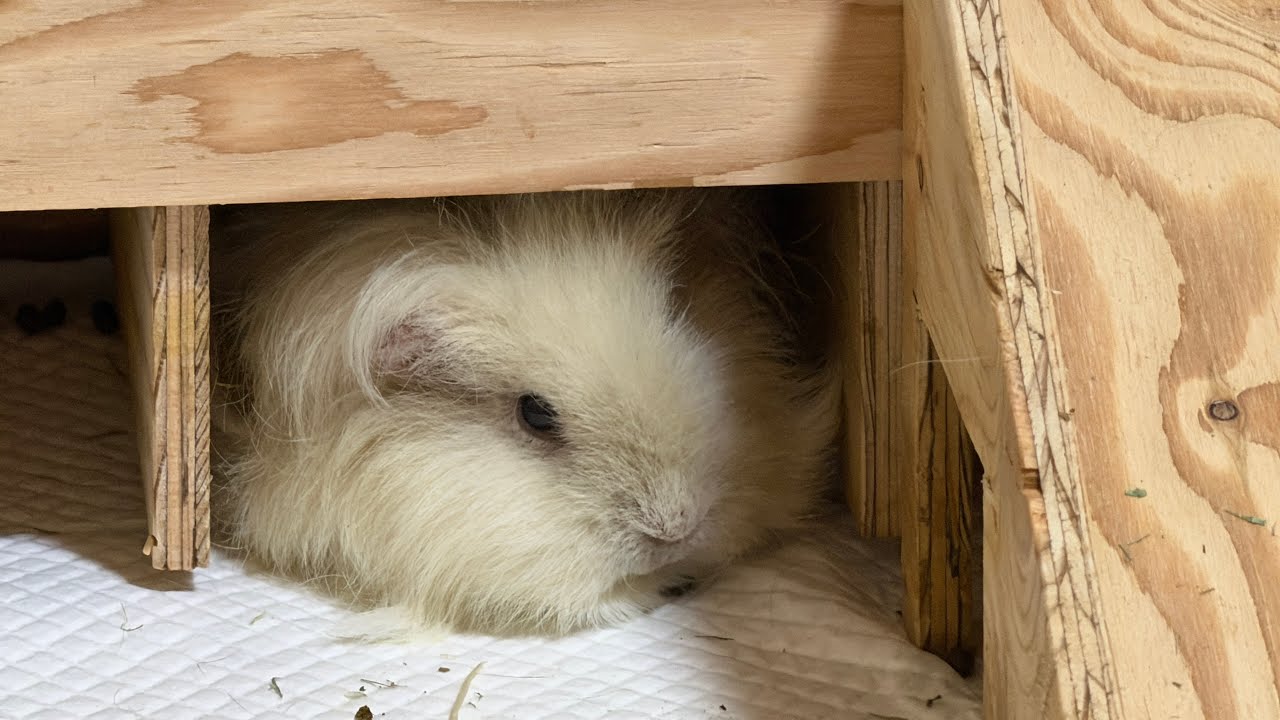 26匹のモルモットアパートを改良しました（真似してもいいんだぜ）